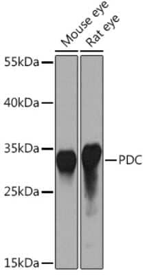 Western Blot: Phosducin AntibodyBSA Free [NBP2-93747]